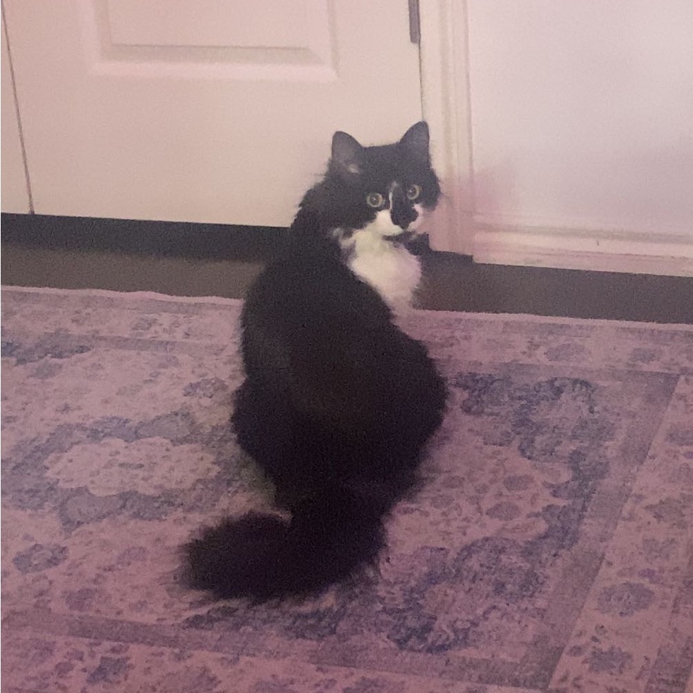 Meet your Posher, Sophia